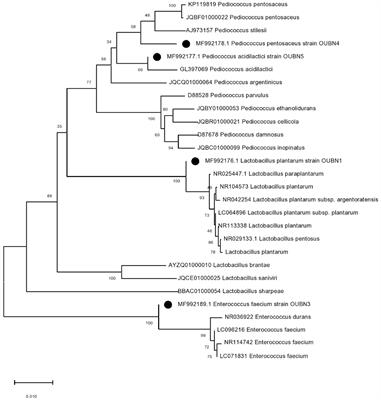 Bioprospecting of Palmyra Palm (Borassus flabellifer) Nectar: Unveiling the Probiotic and Therapeutic Potential of the Traditional Rural Drink